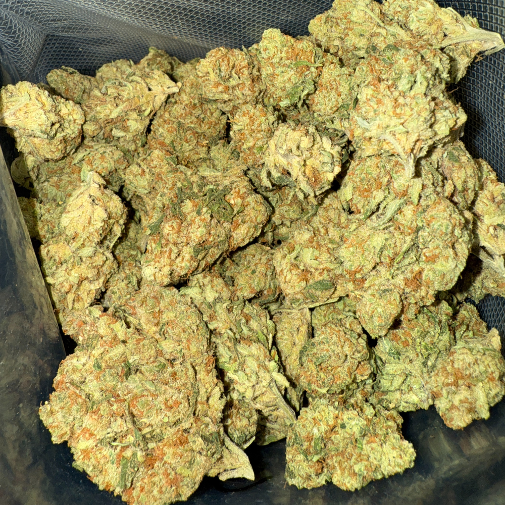 Amnesia Haze CBD 🐠 | Vibes